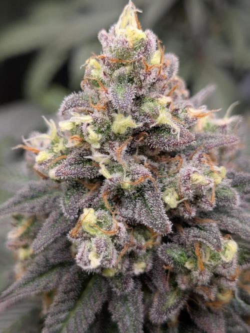 Northern Lights & Critical. Week 22