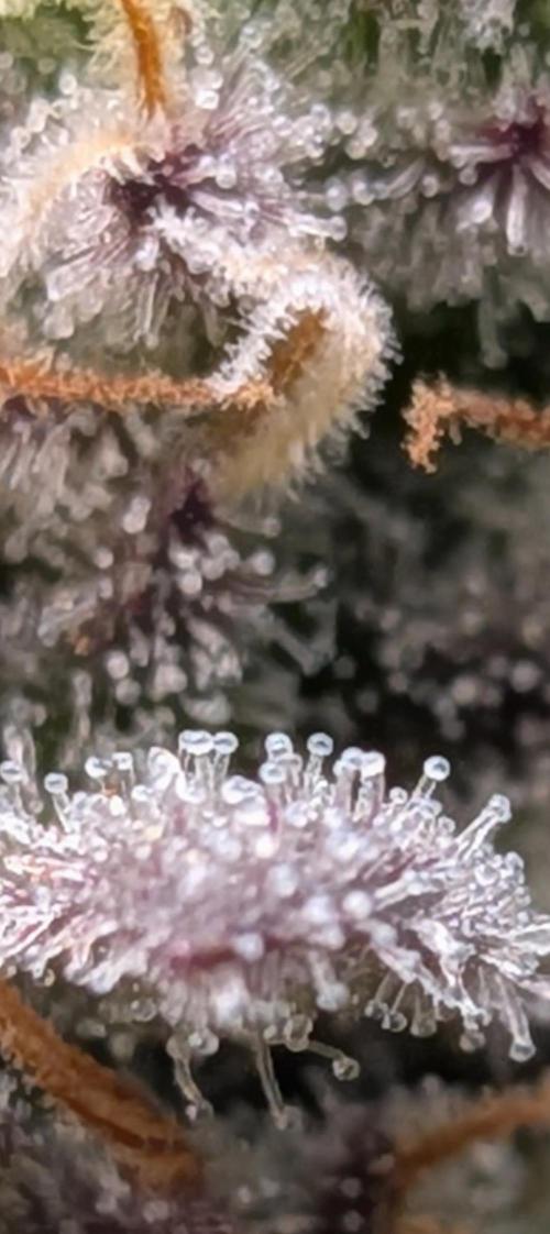 Northern Lights & Critical. Week 22