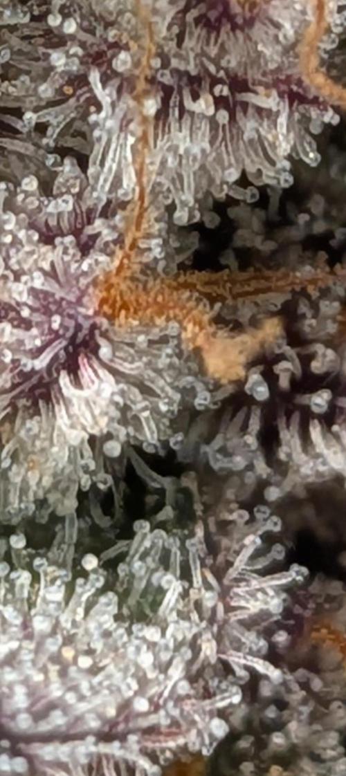 Northern Lights & Critical. Week 22
