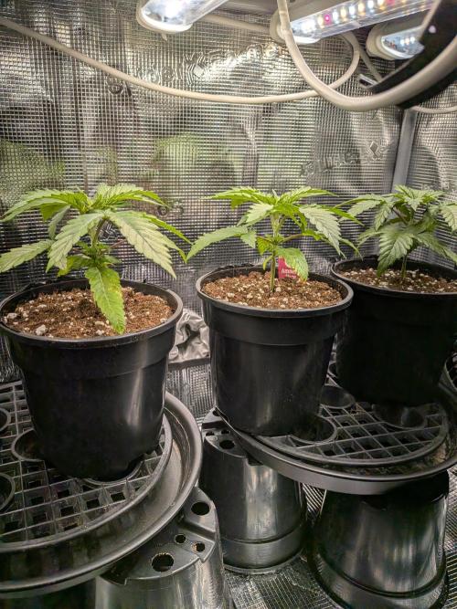 Amnesia Haze. Week 3
