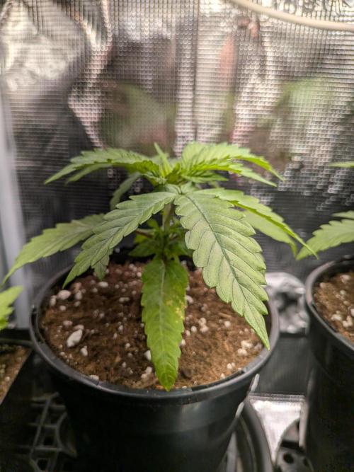 Amnesia Haze. Week 3