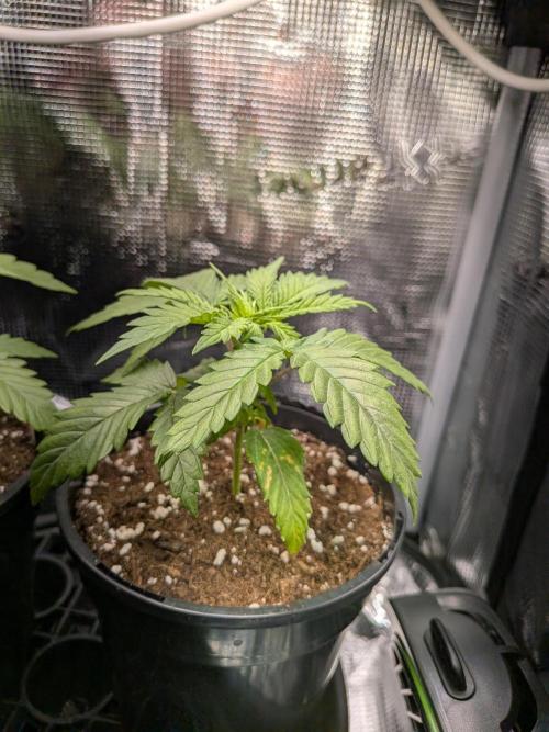 Amnesia Haze. Week 3