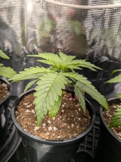 Grow Tent 120x50x190cm (4'x1.6'x6.3'). Week 3