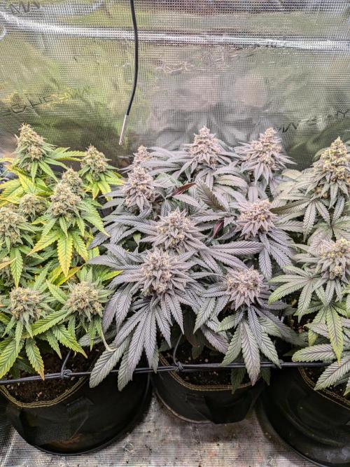 Northern Lights & Critical. Week 22