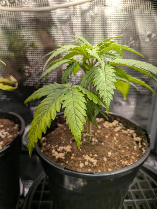 Amnesia Haze. Week 4