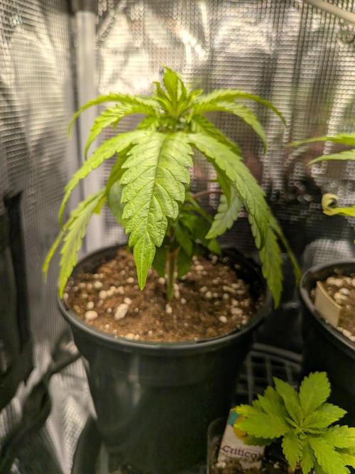 Amnesia Haze. Week 4