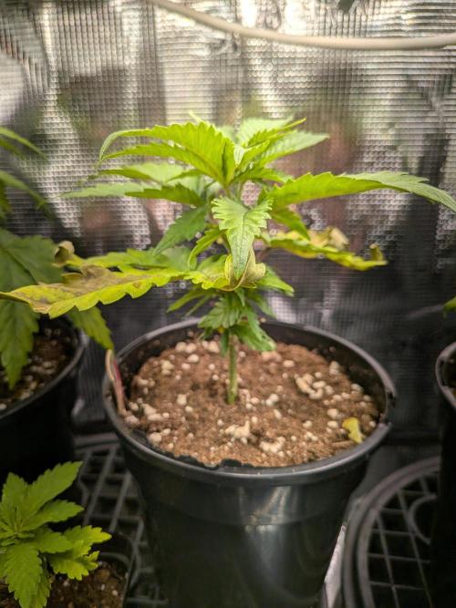 Grow Tent 120x50x190cm (4'x1.6'x6.3'). Week 4