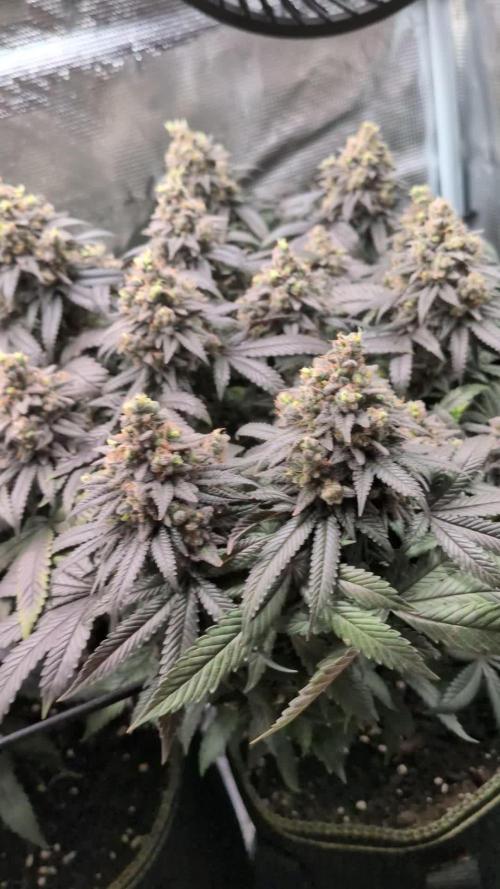 Northern Lights & Critical