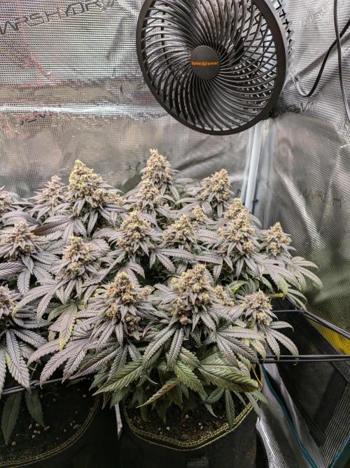 Northern Lights & Critical. Week 23