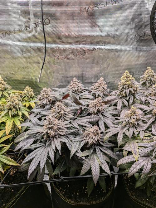 Northern Lights & Critical. Week 23