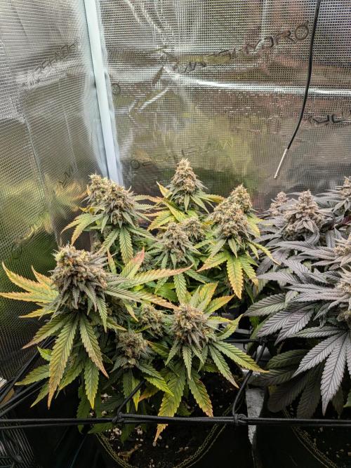 Northern Lights & Critical. Week 23