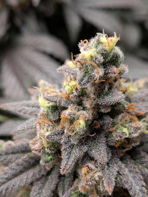 Northern Lights & Critical. Week 23