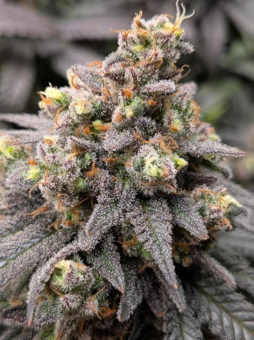 Northern Lights & Critical. Week 23
