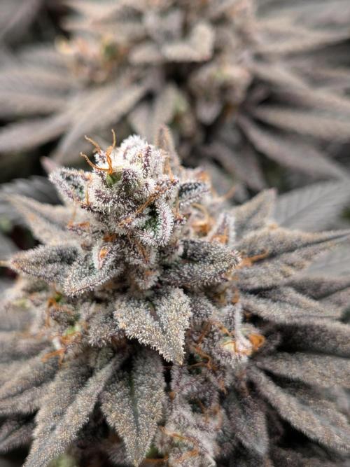 Northern Lights & Critical. Week 23