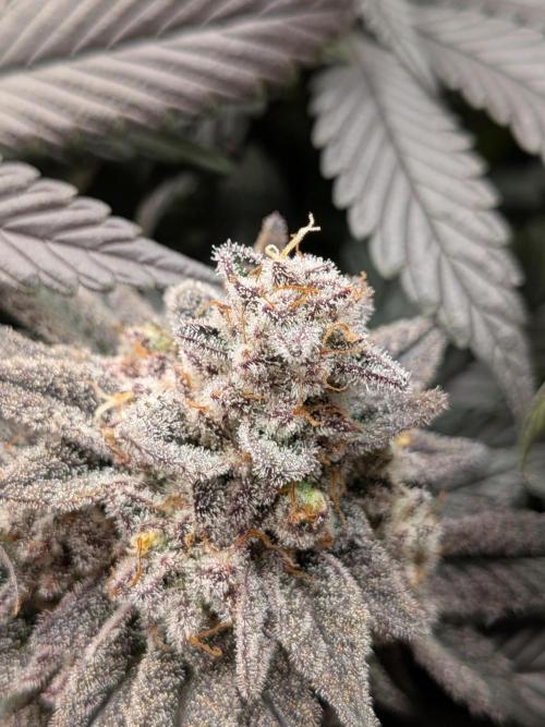 Northern Lights & Critical. Week 23