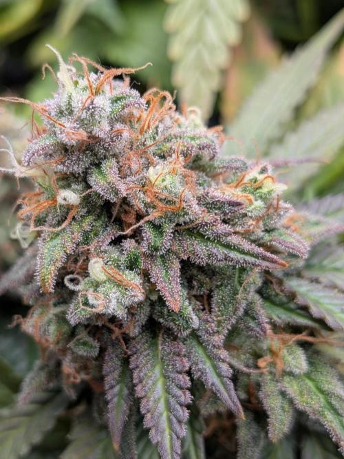 Northern Lights & Critical. Week 23