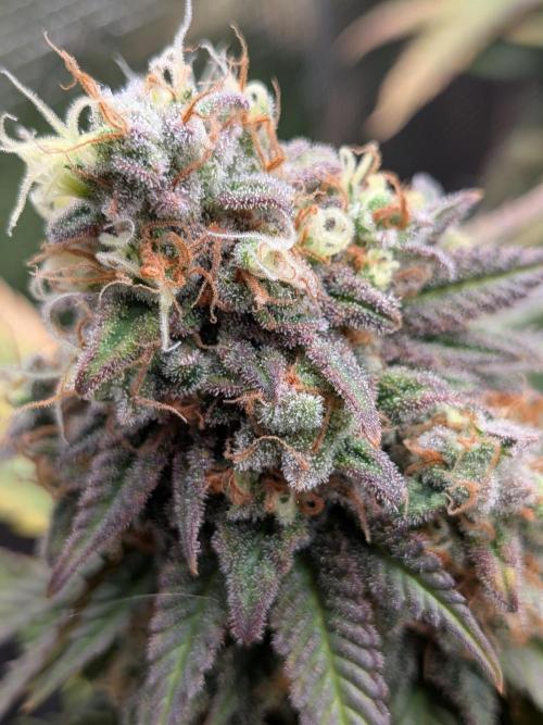 Northern Lights & Critical. Week 23