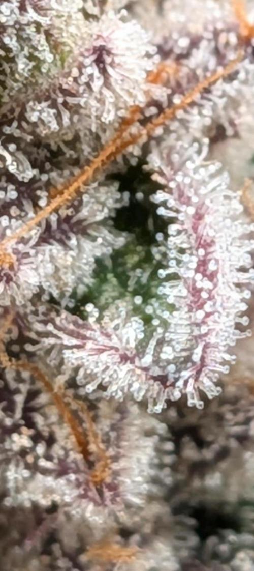 Northern Lights & Critical. Week 23