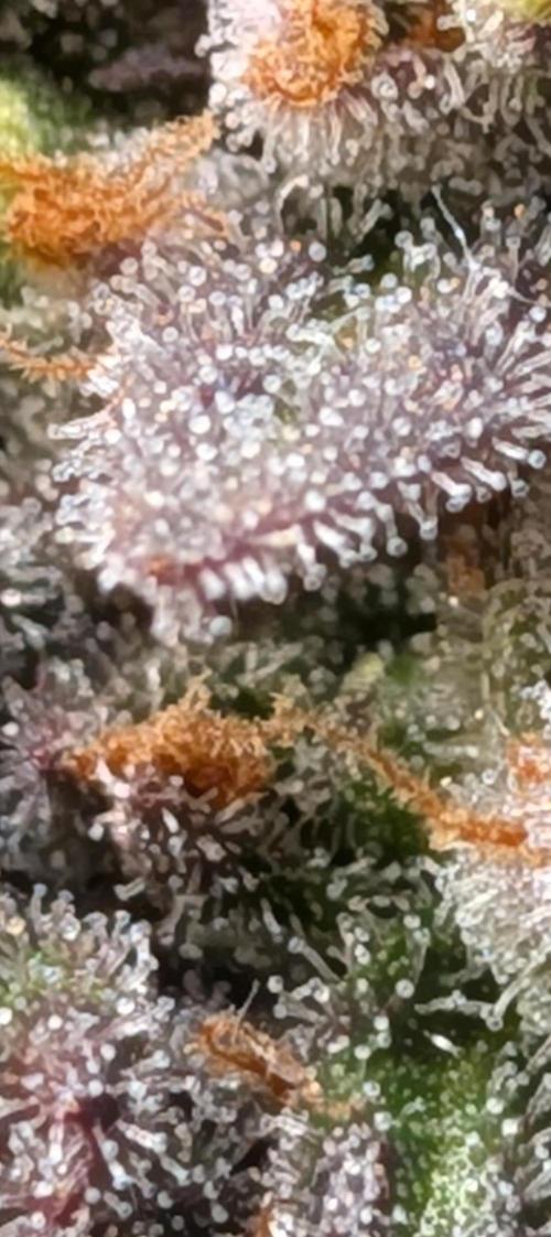 Northern Lights & Critical. Week 23