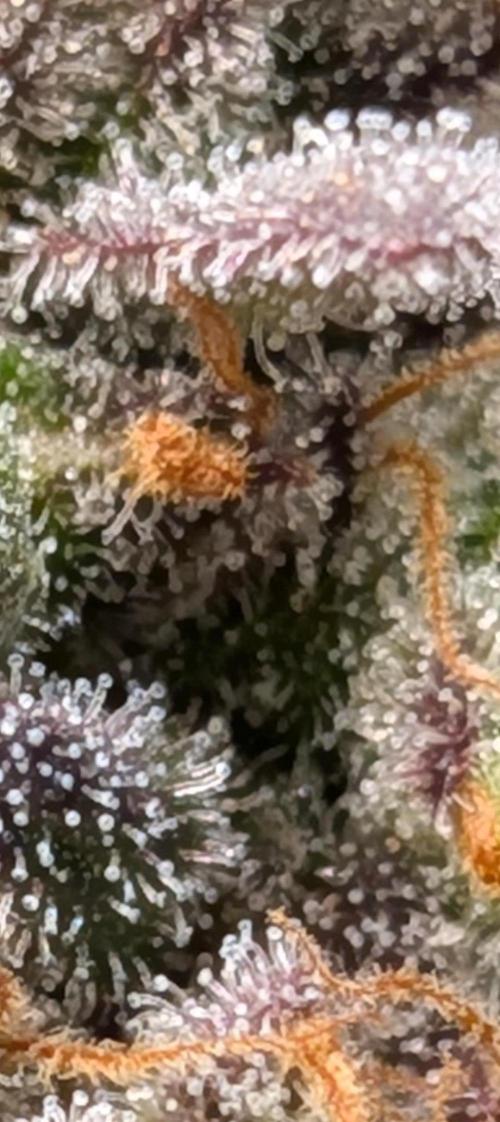 Northern Lights & Critical. Week 23