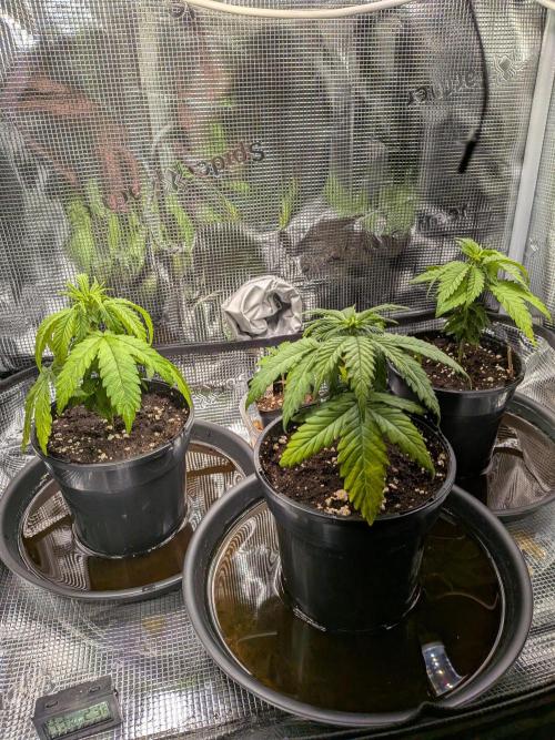 Grow Tent 120x50x190cm (4'x1.6'x6.3'). Week 4