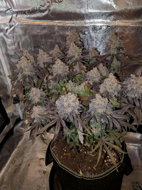Northern Lights & Critical. Week 24