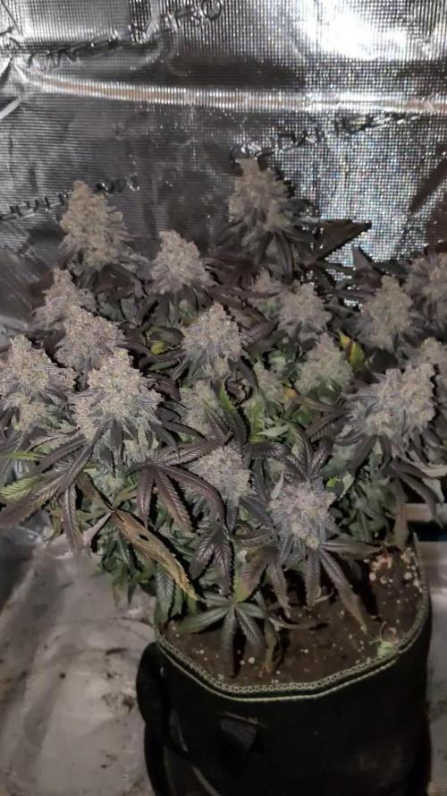Northern Lights & Critical