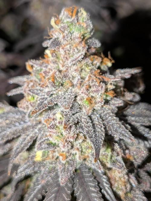 Northern Lights & Critical. Week 24