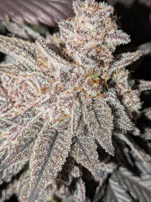 Northern Lights & Critical. Week 24