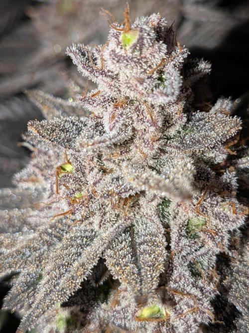 Northern Lights & Critical. Week 24