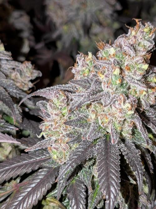 Northern Lights & Critical. Week 24