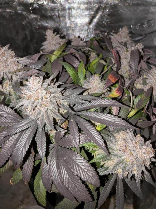 Northern Lights & Critical. Week 24
