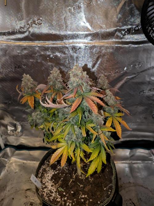 Northern Lights & Critical. Week 24