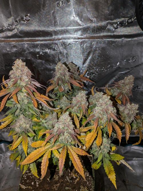 Northern Lights & Critical. Week 24