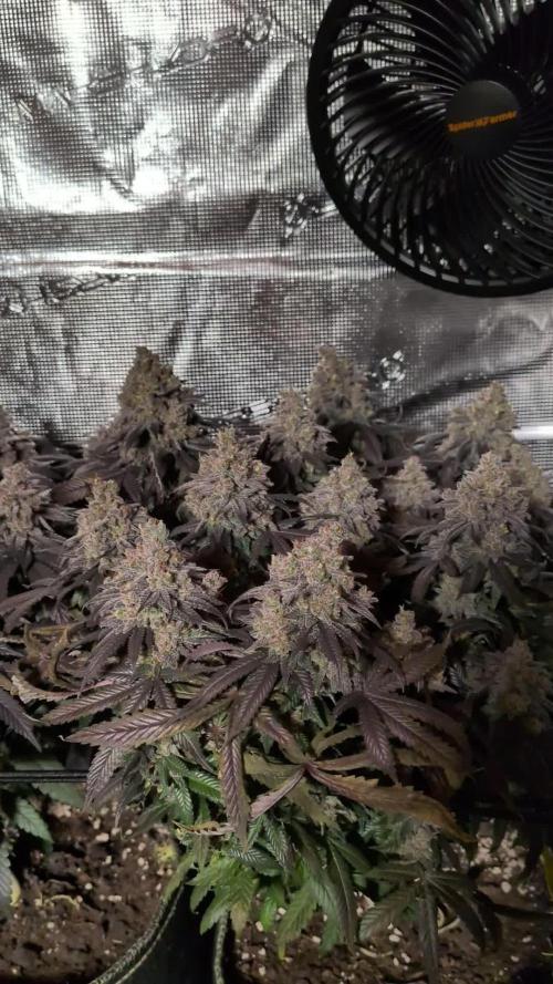 Northern Lights & Critical