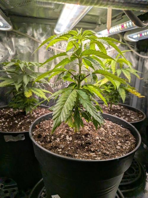 Amnesia Haze. Week 5