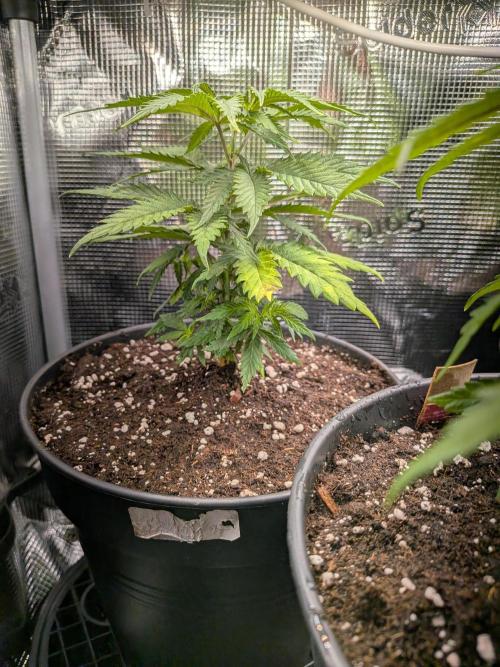 Amnesia Haze. Week 5