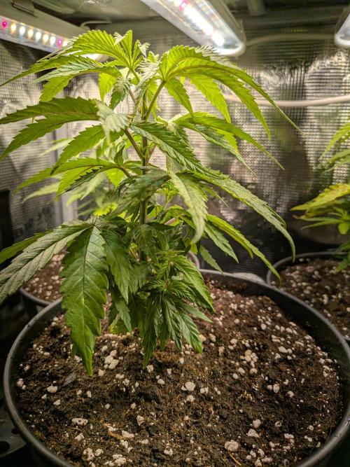 Amnesia Haze. Week 5
