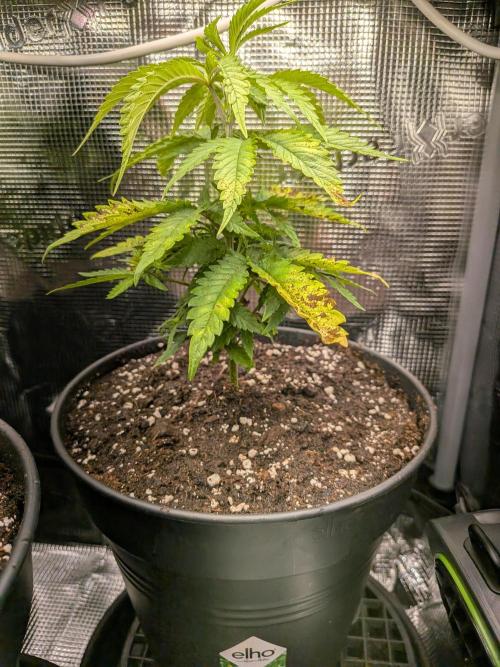 Amnesia Haze. Week 5
