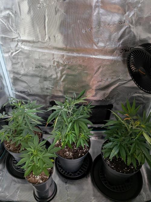 Amnesia Haze. Week 6
