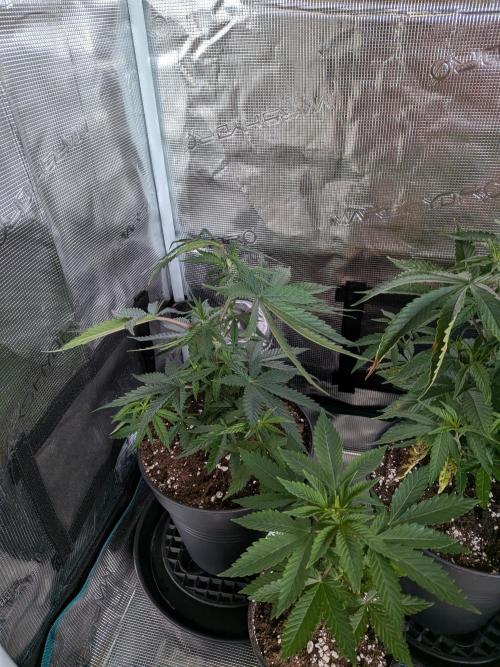 Amnesia Haze. Week 6