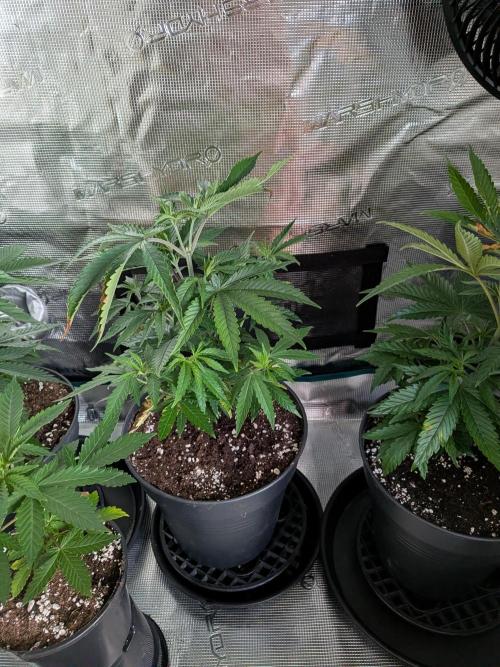 Amnesia Haze. Week 6