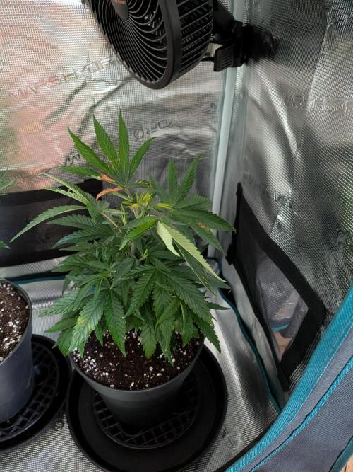 Amnesia Haze. Week 6