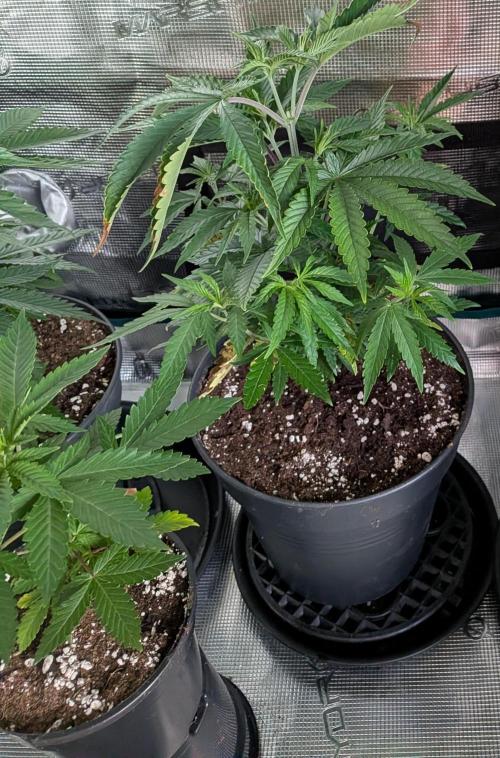 Amnesia Haze. Week 6