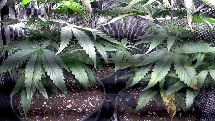 Amnesia Haze