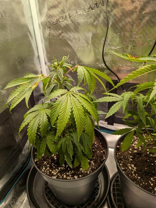 Amnesia Haze. Week 7