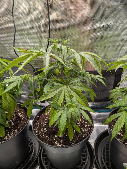 Amnesia Haze. Week 7