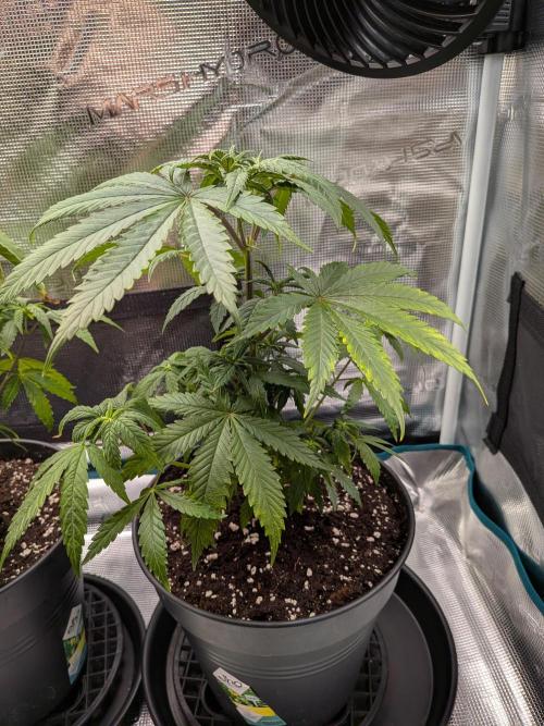 Amnesia Haze. Week 7