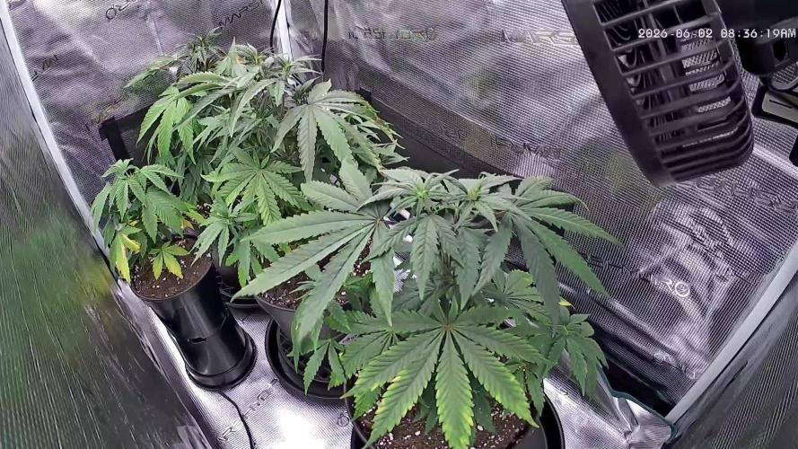 Amnesia Haze