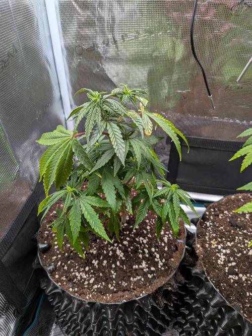 Amnesia Haze. Week 8